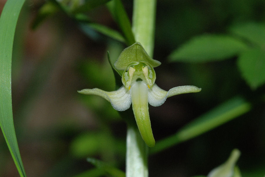Un'altra Orchidea poco comune a Lucoli, Platanthera chlorantha. I fiori profumano solo di sera